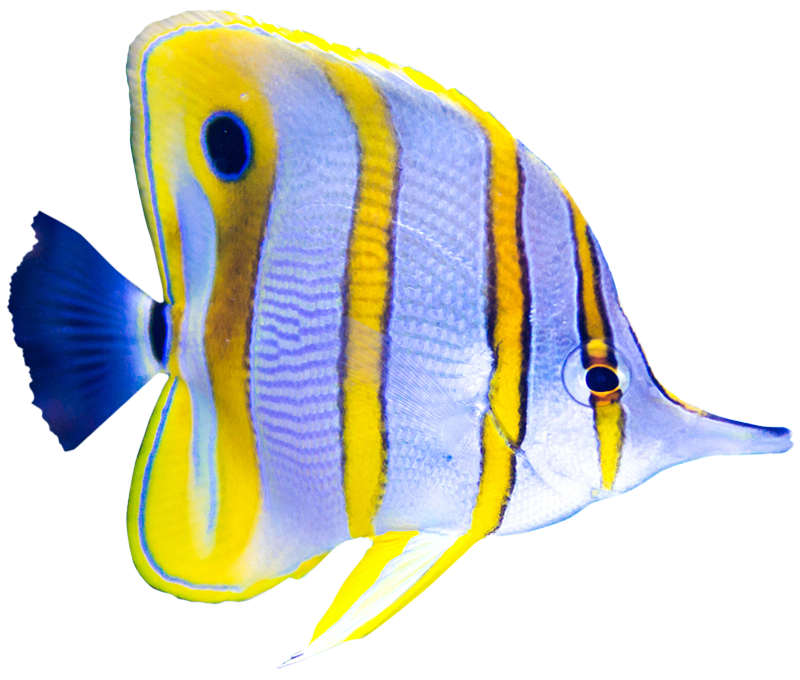 Yellow and blue tang