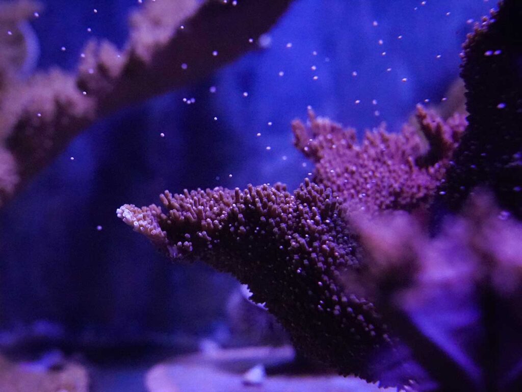 seachange-conservation1