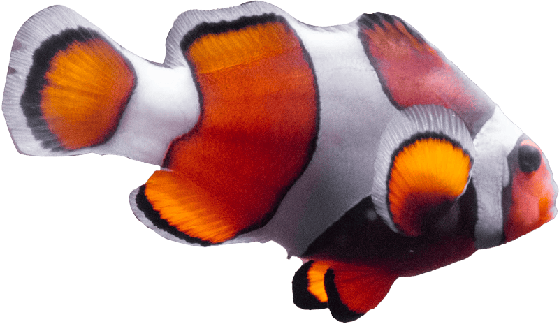 Clownfish