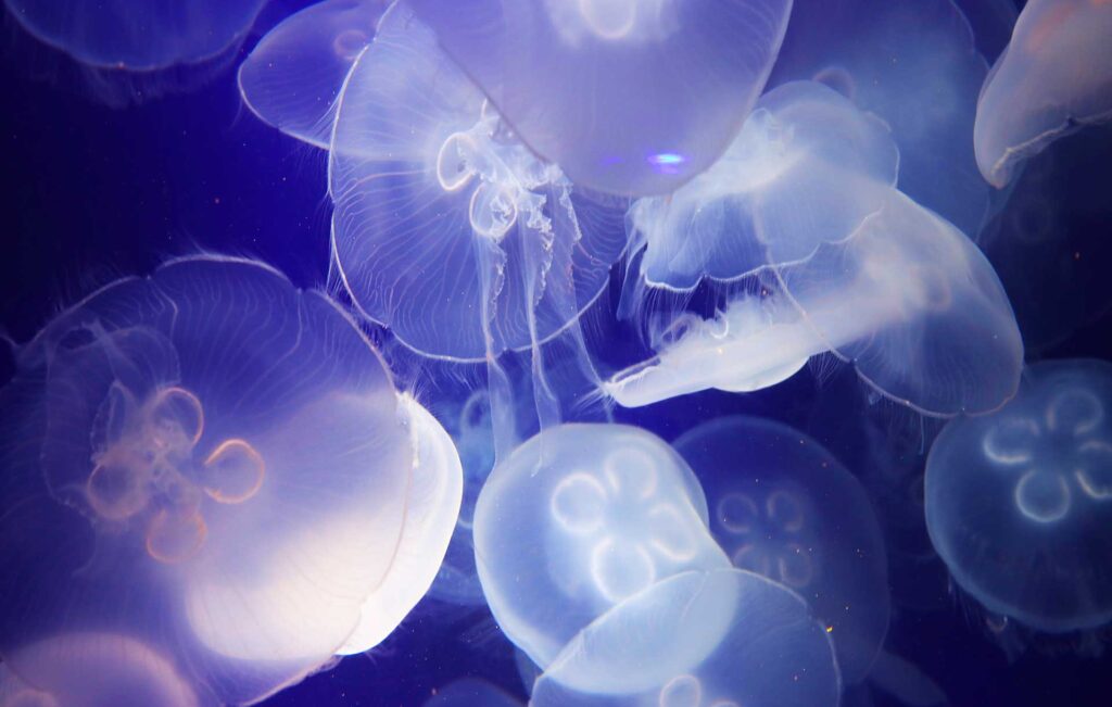 Jellyfish