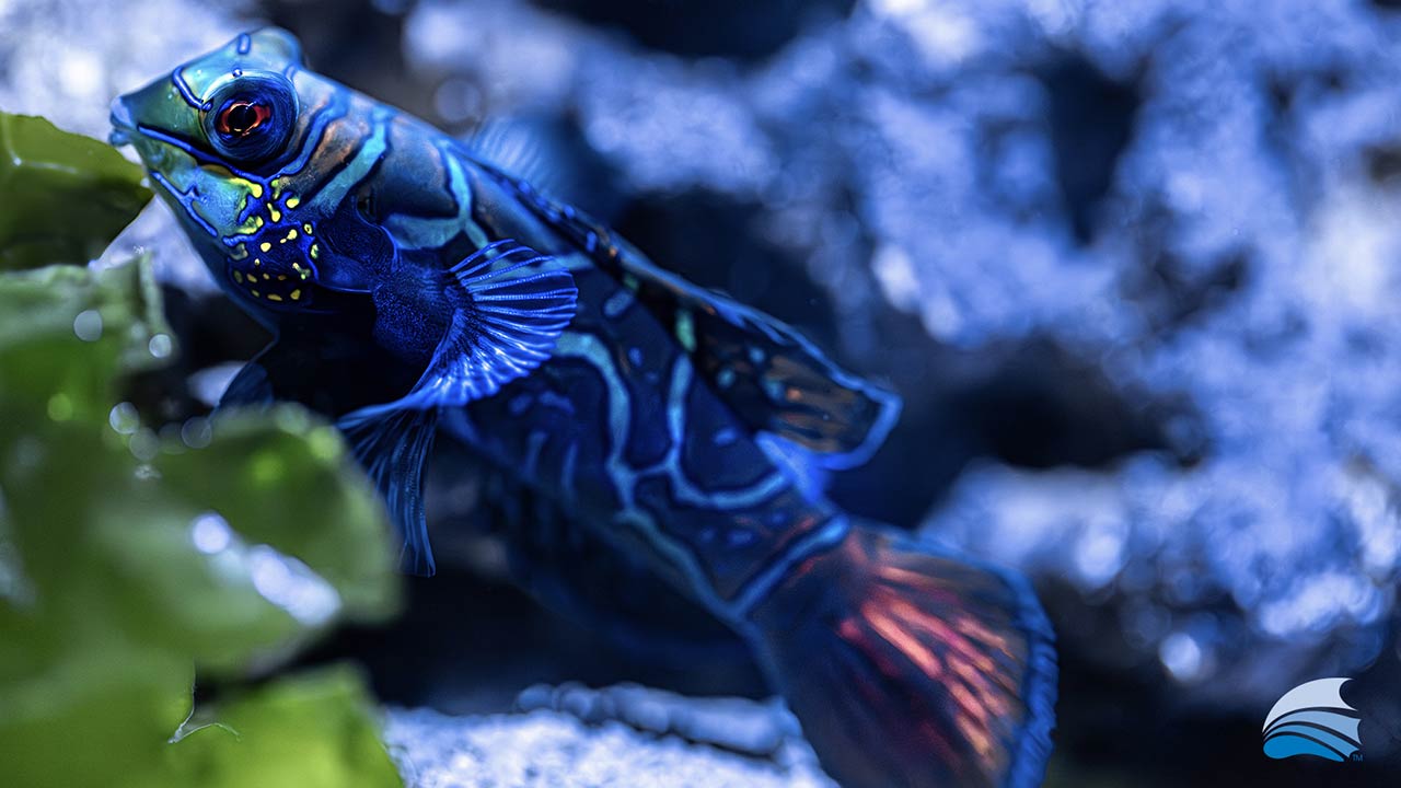 Fish in an aquarium at the Morph'd Exhibit