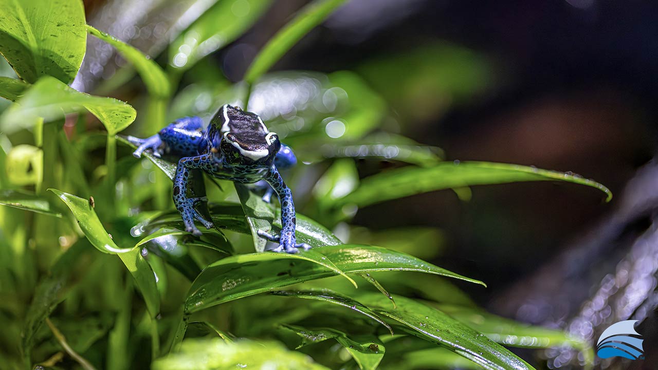 Blue frog at the Morph'd Exhibit