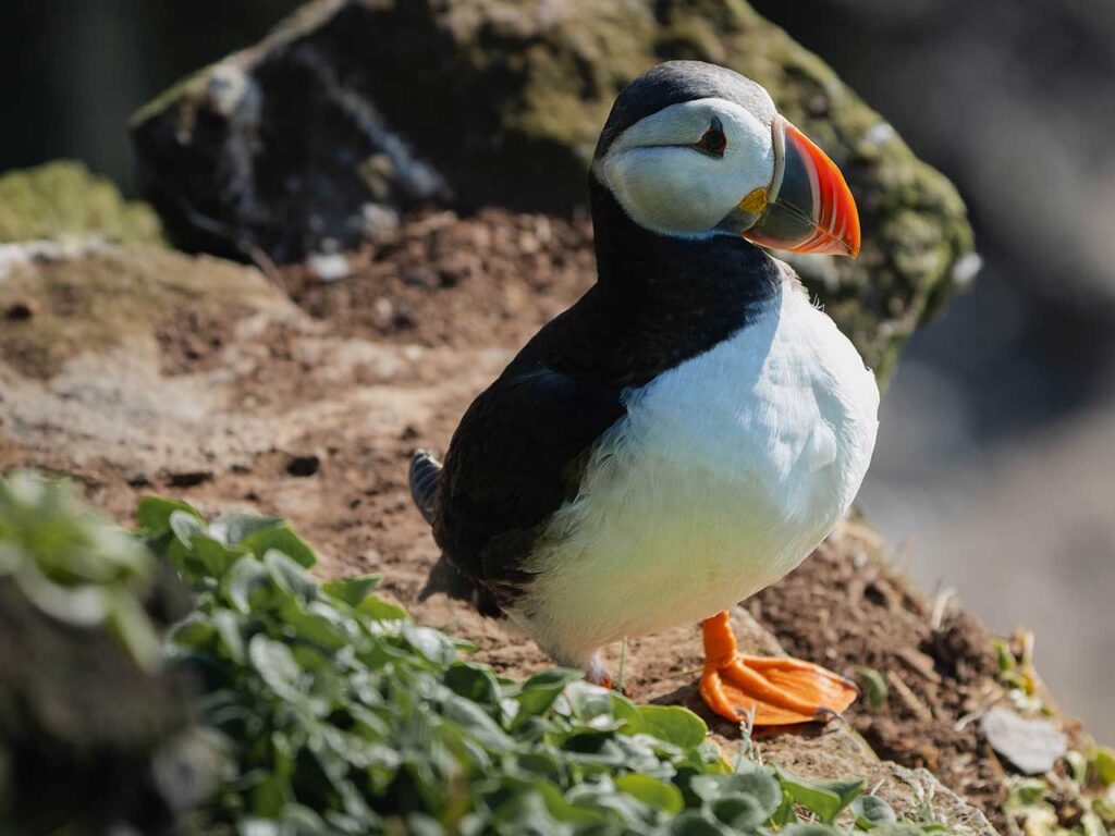 Puffin sitting on a rock