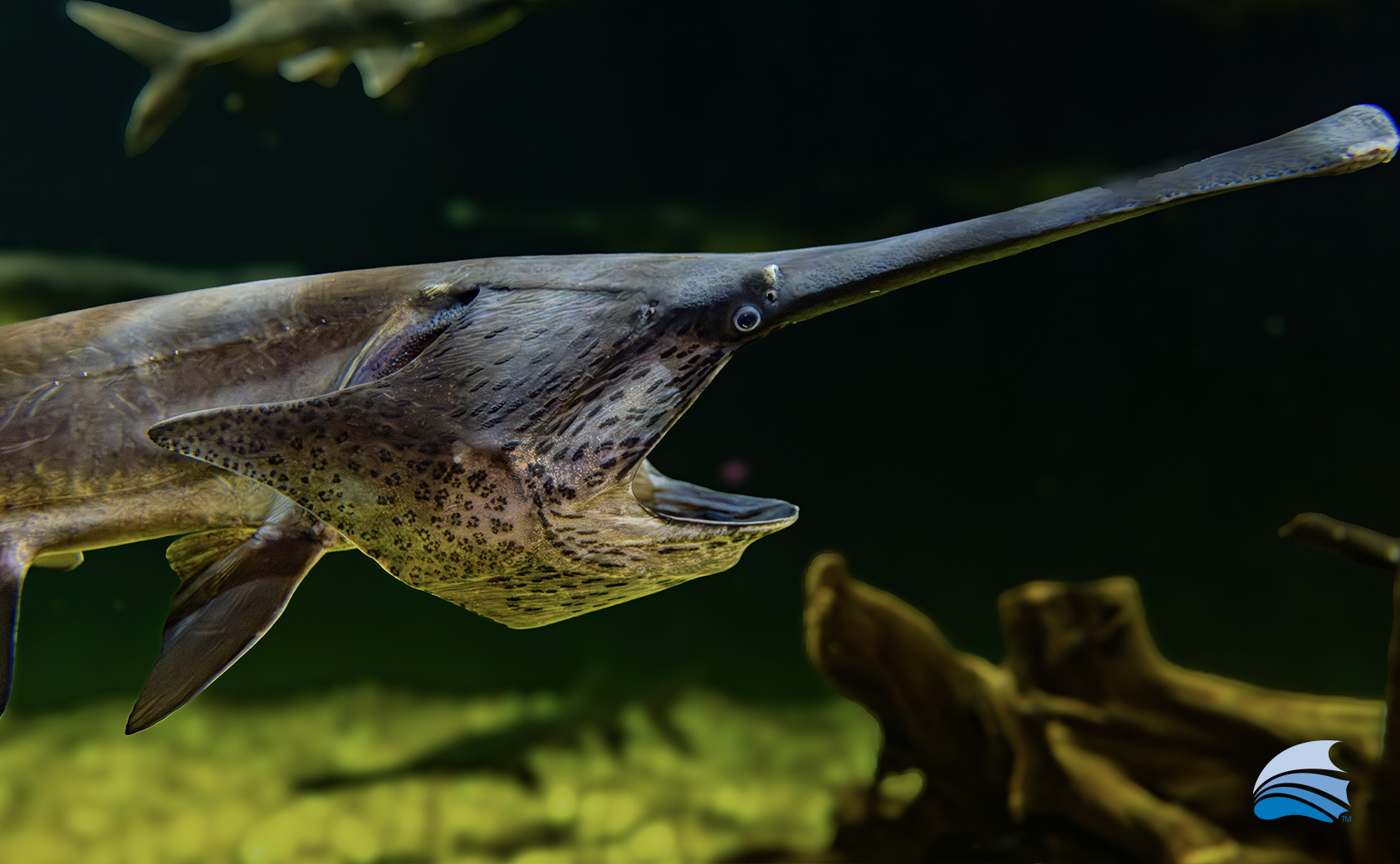 HomePage_PopUp_Morphd45