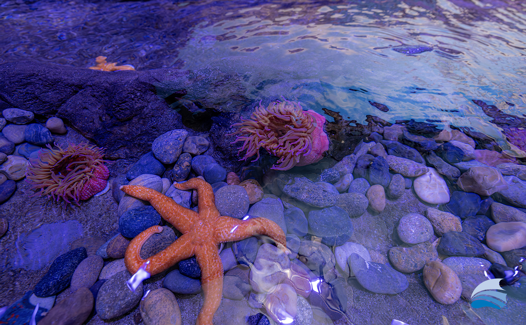 HomePage_PopUps_TidePool3