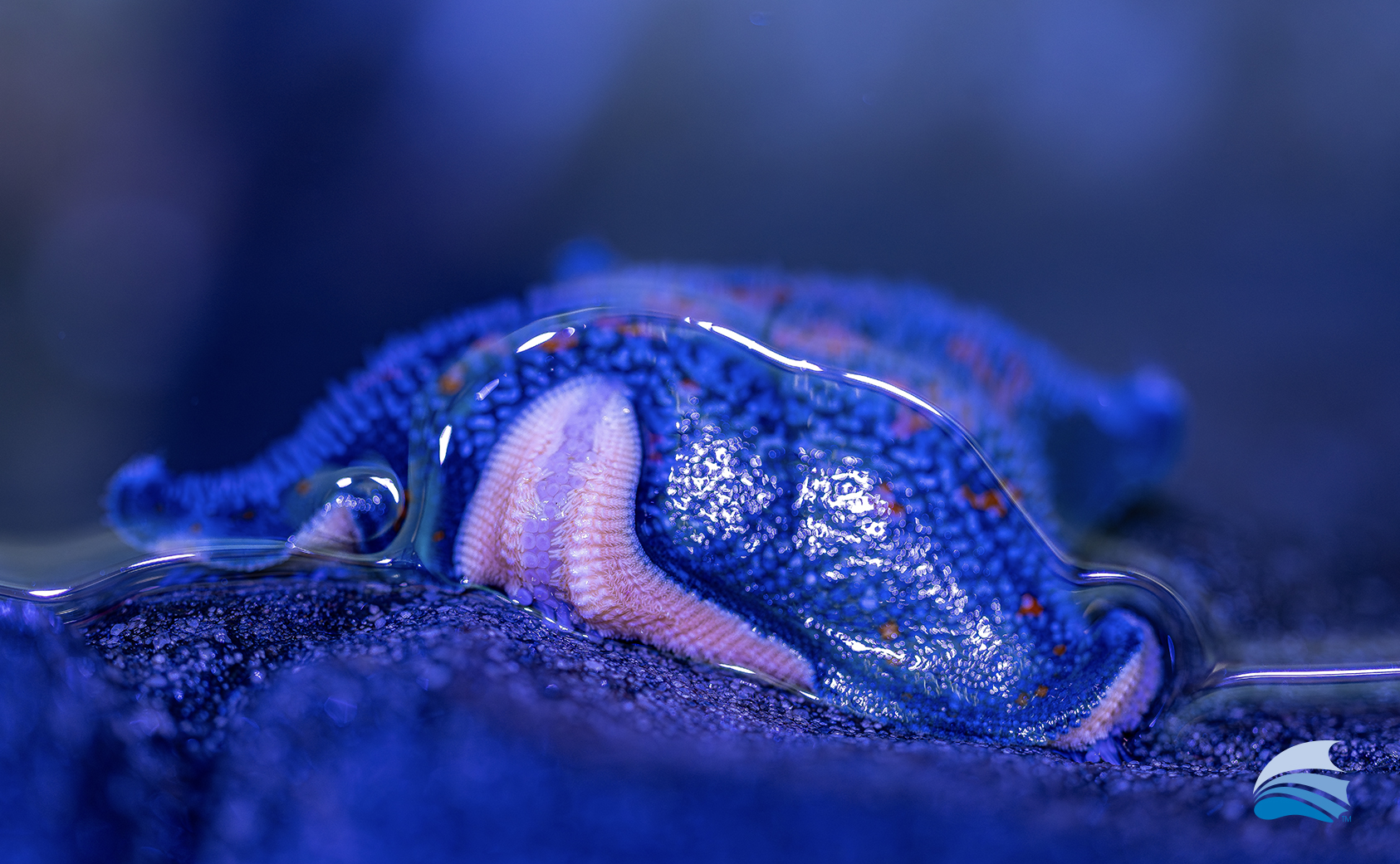 HomePage_PopUps_TidePool4